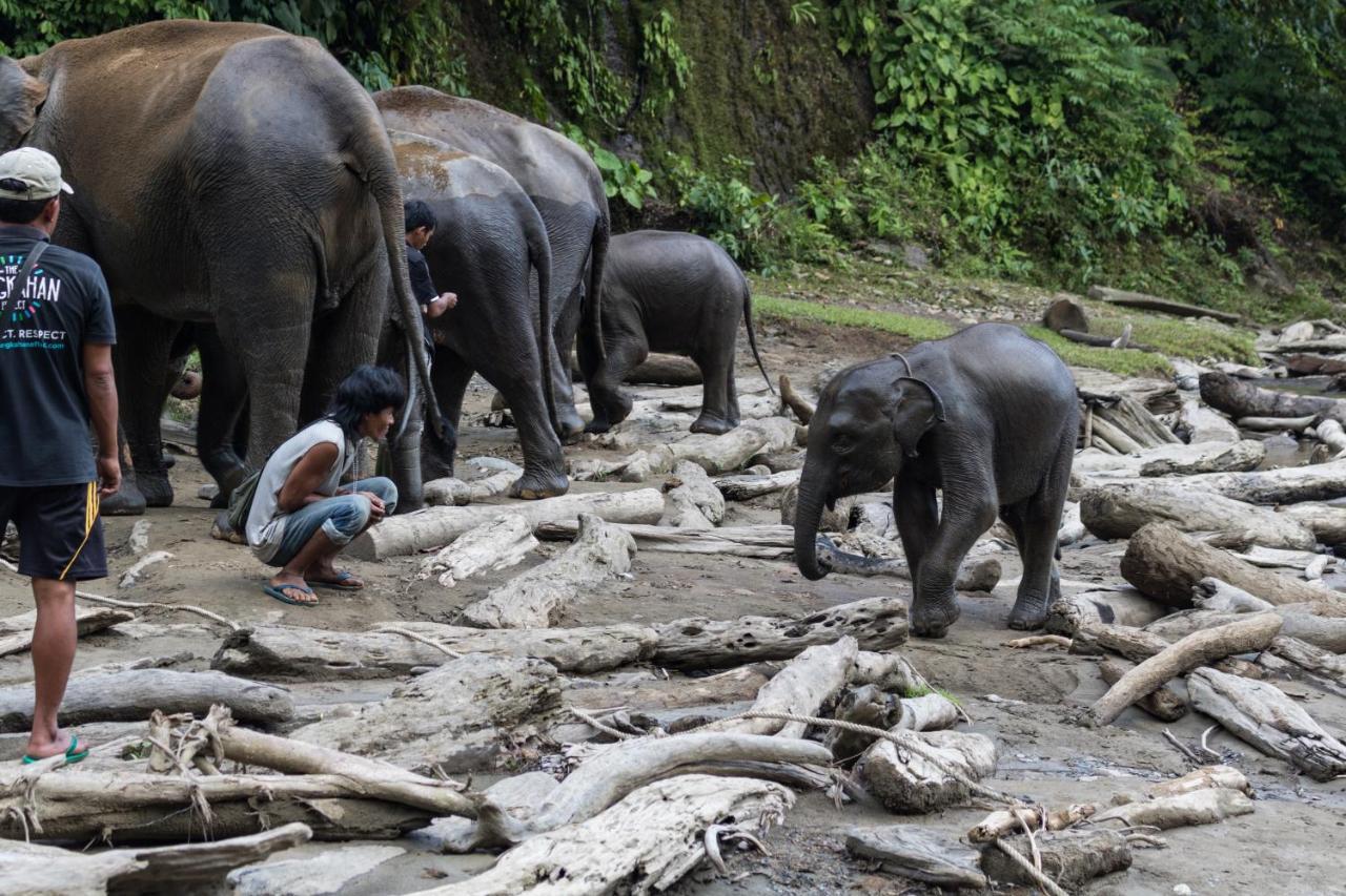 Rain Forest Guest House And Jungle Trekking Bukit Lawang Esterno foto