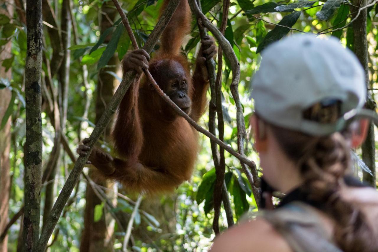 Rain Forest Guest House And Jungle Trekking Bukit Lawang Esterno foto