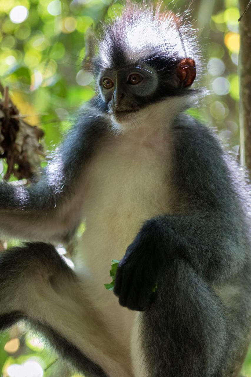 Rain Forest Guest House And Jungle Trekking Bukit Lawang Esterno foto